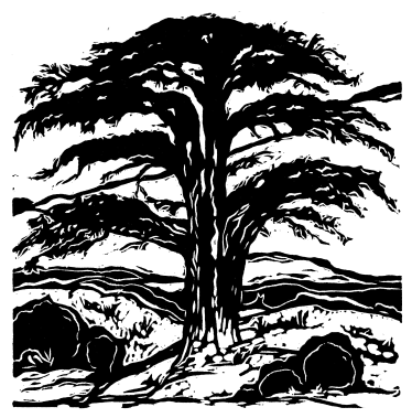 Cedar of Lebanon